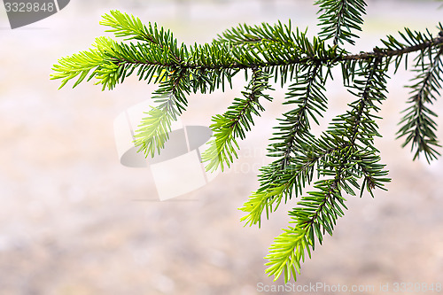 Image of New fir-tree branch