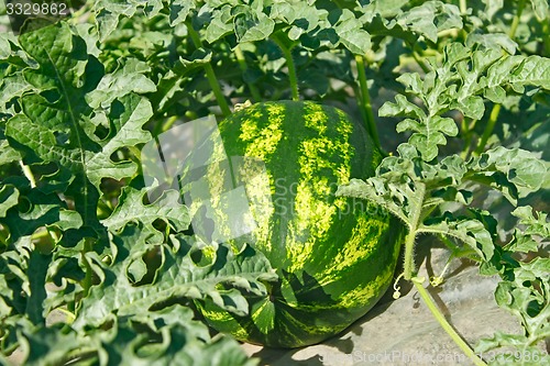 Image of Watermelon ripens in a garden