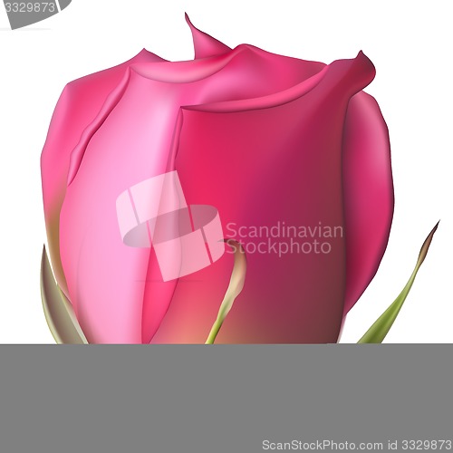 Image of Isolated flowers Rose. EPS 10