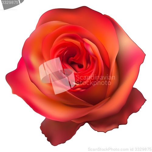 Image of Orange Rose Flower isolated. EPS 10