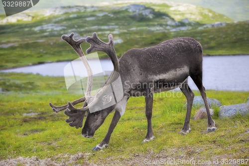 Image of Norwegian reindeer