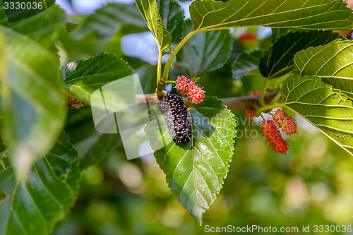 Image of Mulberry