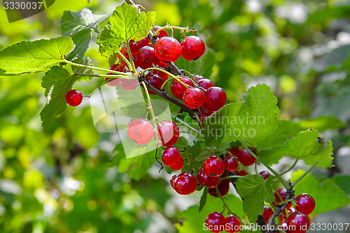 Image of Red currant