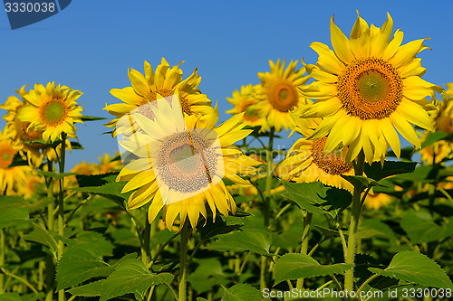 Image of Sunflowers