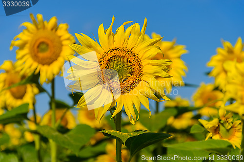 Image of Sunflowers