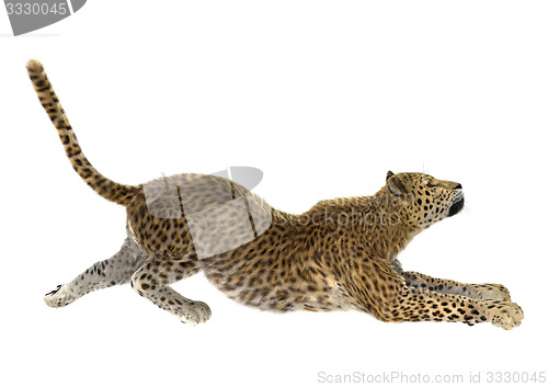 Image of Big Cat Leopard