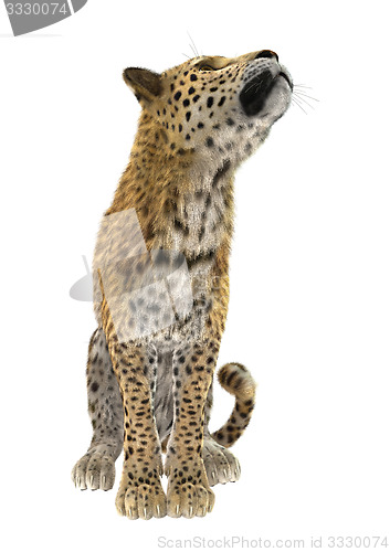 Image of Big Cat Leopard
