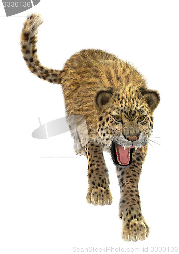Image of Big Cat Leopard