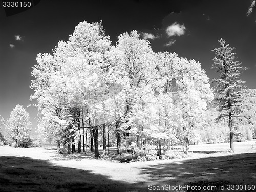 Image of infrared trees