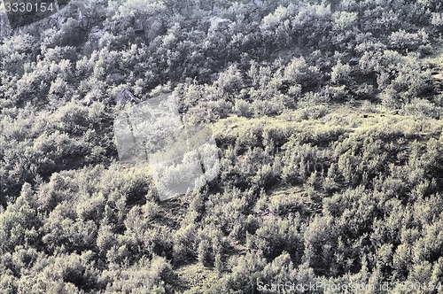 Image of pictures of forests on the hill top