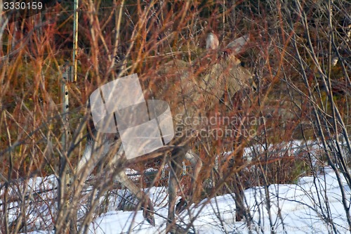 Image of elk in preserve on edge of territory