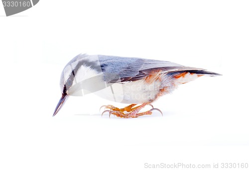 Image of  nuthatch Sitta europaea on a white background