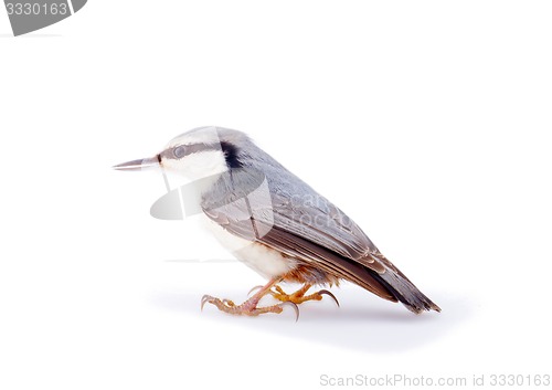 Image of  nuthatch Sitta europaea on a white background