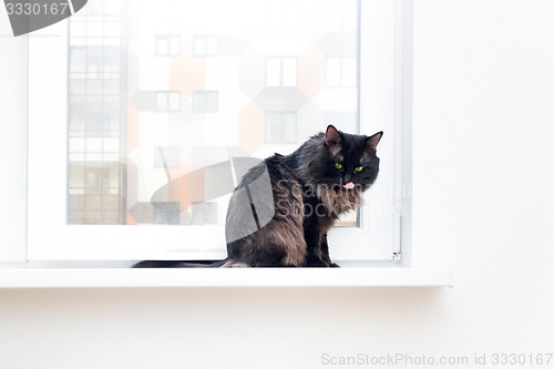 Image of cat on the window in a new apartment house