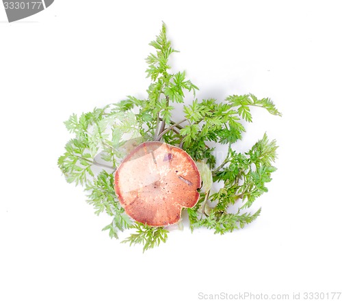 Image of mushrooms in the woods on a white background
