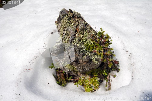 Image of snag island melting spring in tundra