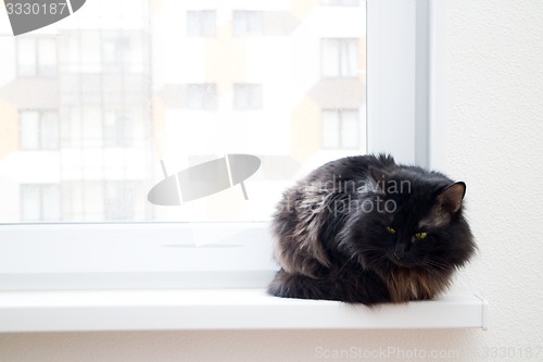 Image of cat on the window in a new apartment house