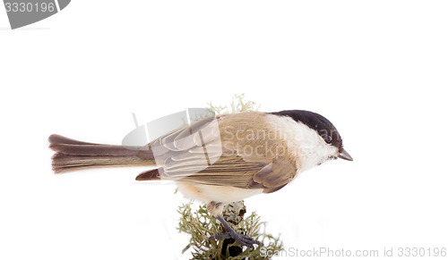 Image of Willow tit Parus montanus on a white background