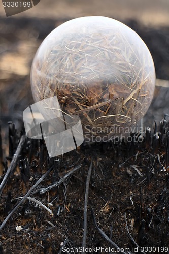 Image of global concept early spring fires and burnt grass