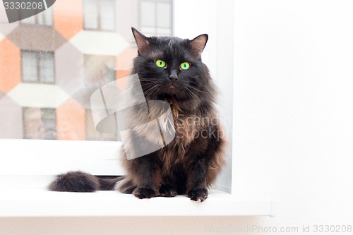 Image of cat on the window in a new apartment house