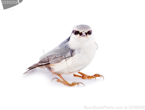 Image of  nuthatch Sitta europaea on a white background