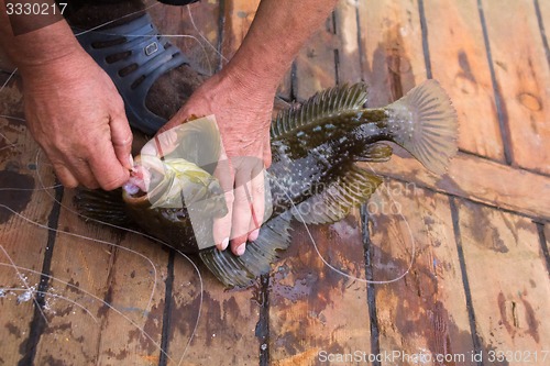 Image of Fishing in the Pacific sea bass