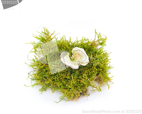 Image of mushrooms in the woods on a white background