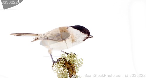 Image of Willow tit Parus montanus on a white background