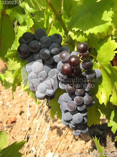 Image of bunches of grapes