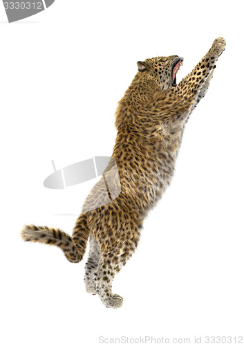 Image of Big Cat Leopard