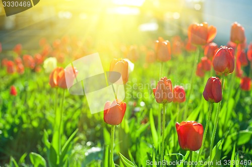 Image of tulips 