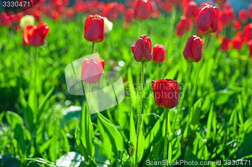 Image of tulips 