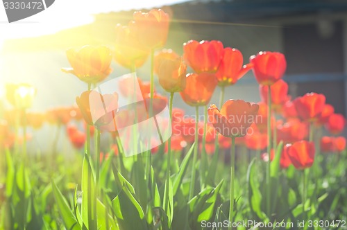 Image of tulips 