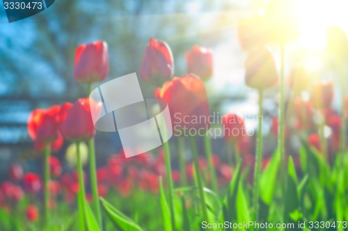 Image of tulips 