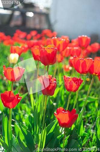 Image of tulips 