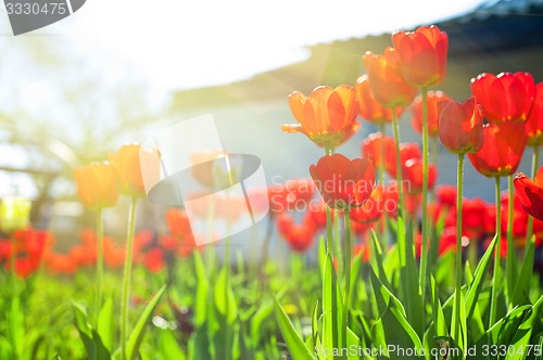 Image of tulips 