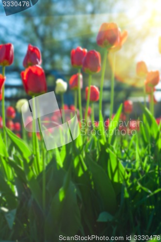 Image of tulips 