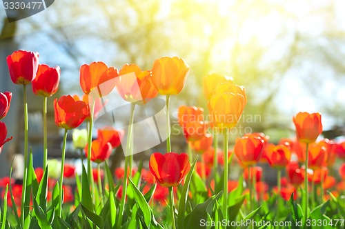 Image of tulips 