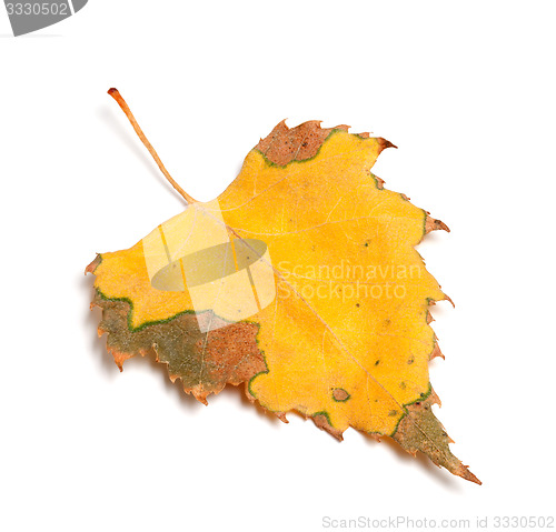 Image of Dried autumn leaf of birch on white background