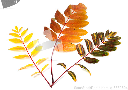 Image of Three multicolor autumn rowan leafs