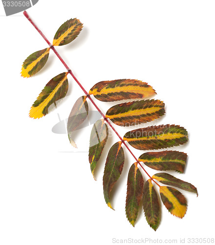 Image of Multicolor leaf of rowan on white background