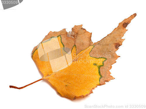 Image of Autumn dried leaf of birch on white background