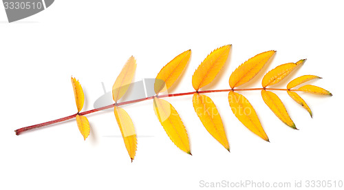 Image of Yellow autumn rowan leaf