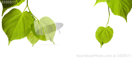 Image of Spring tilia leaves isolated on white background