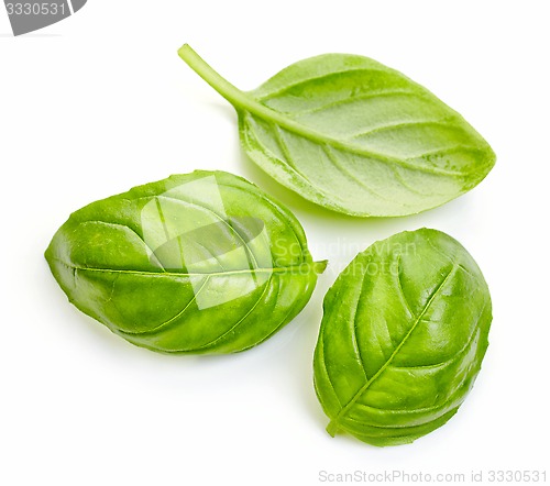 Image of fresh basil leaves