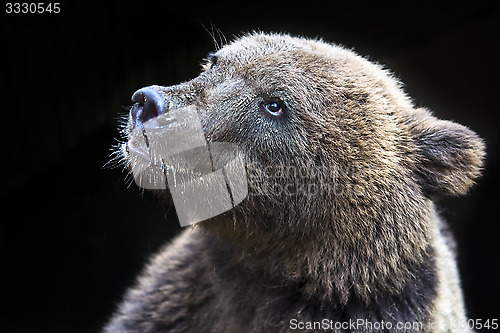 Image of Young bear face