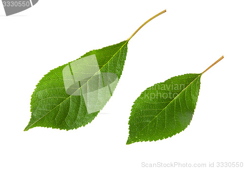 Image of Two green leaves cherry