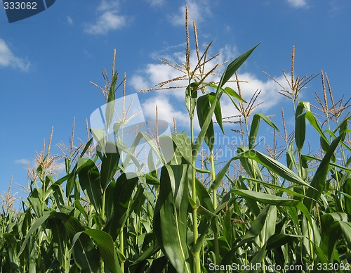Image of corn field