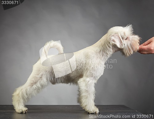 Image of white schnauzer puppy