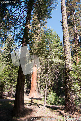 Image of Giant Sequoia in Yosemite